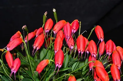 Masdevallia lucernula