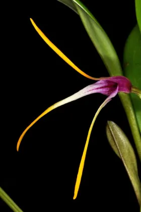 Masdevallia picta