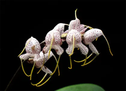 Masdevallia polysticta