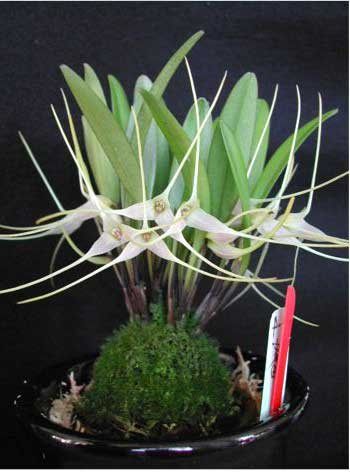 Masdevallia pumila
