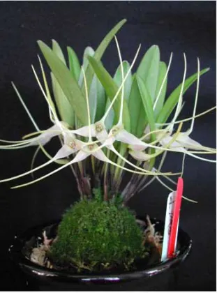 Masdevallia pumila