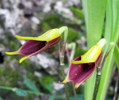 Masdevallia pyxis