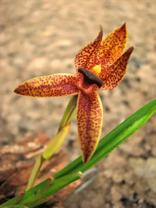 Maxillaria alfrida