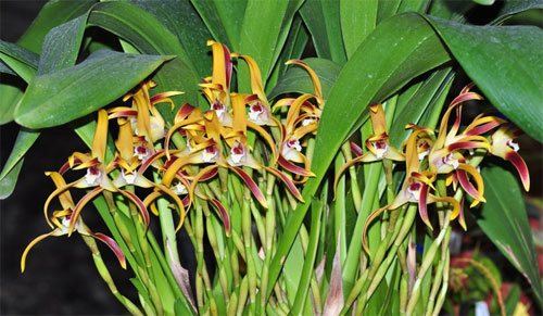 Maxillaria callichroma
