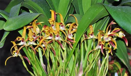 Maxillaria callichroma