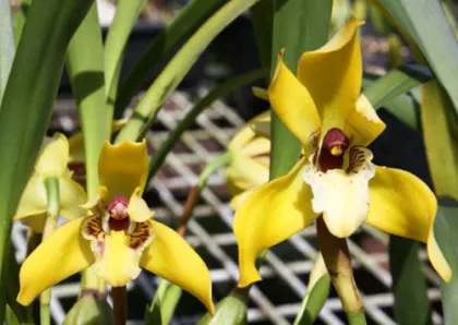 Maxillaria chrysantha
