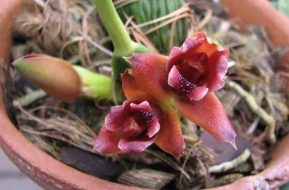 Maxillaria desvauxiana