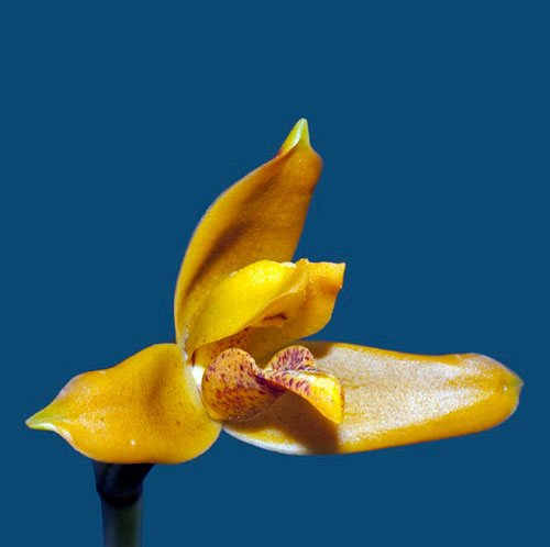 Maxillaria discolor