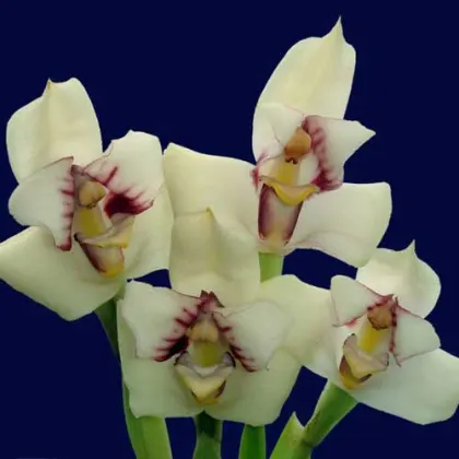 Maxillaria irrorata