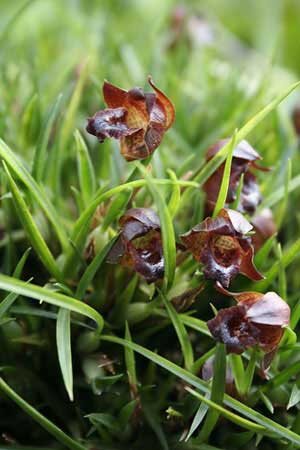 Maxillaria juergensii