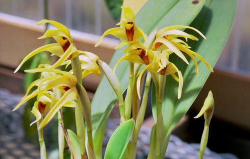 Maxillaria lindleyana