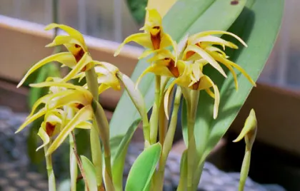 Maxillaria lindleyana