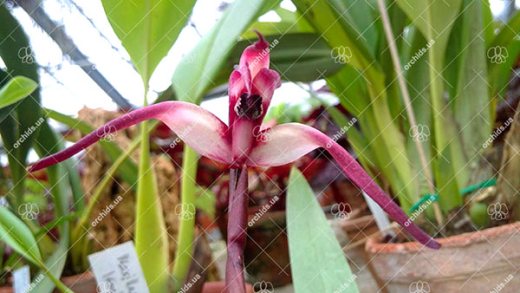Maxillaria longissima