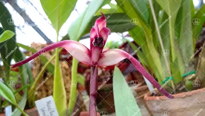 Maxillaria longissima