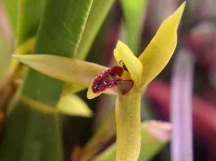 Maxillaria nasuta