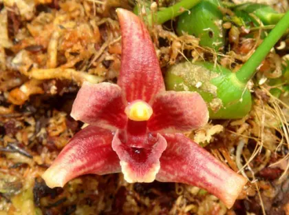 Maxillaria neophylla
