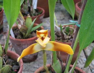Maxillaria perryae
