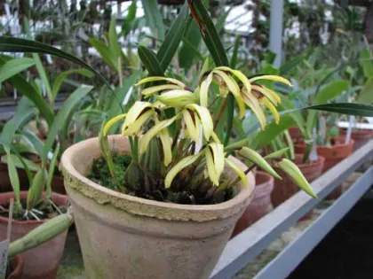 Maxillaria porphyrostele
