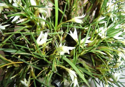 Maxillaria seidelii