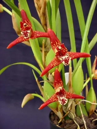 Maxillaria tenuifolia