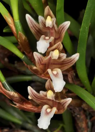 Maxillaria uncata
