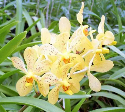 Mokara Khaw Piak Suan - Vanda Charles Goodfellow