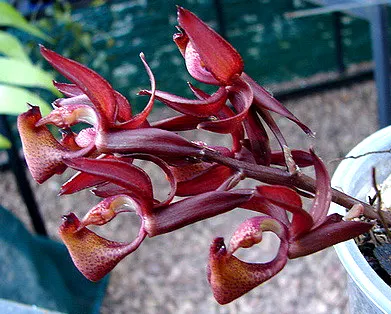 Mormodes tapoaense