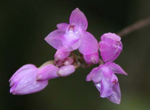 Nageliella purpurea