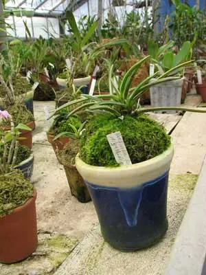 Neofinetia falcata Higashidemiyako