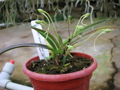 Neofinetia falcata Hisui