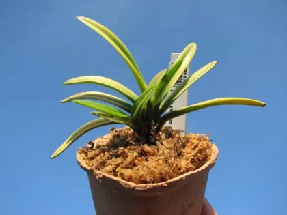 Neofinetia falcata Kinrokaku