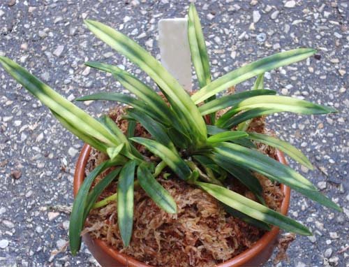 Neofinetia falcata Kisyu Sekko