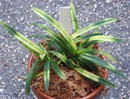 Neofinetia falcata Kisyu Sekko