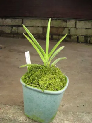 Neofinetia falcata Syunkyuden