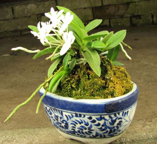 Neofinetia falcata Yodonomatsu