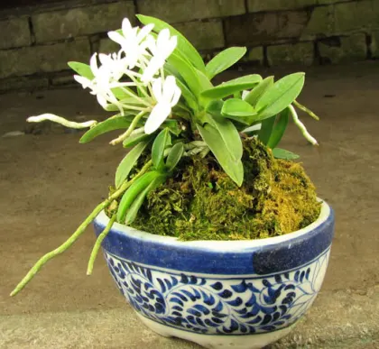 Neofinetia falcata Yodonomatsu
