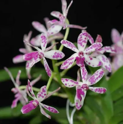 Neostylis Pinky 'Starry Night' (Neo. falcata x Rhy. gigantea)
