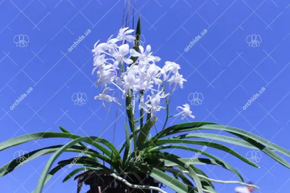 Neostylis Lou Snearly