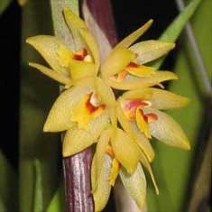 Octomeria gracilis