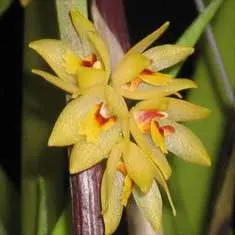Octomeria gracilis
