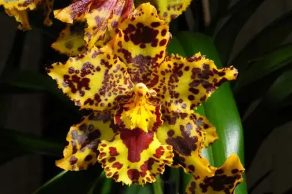 Odontocidium Hansueli Isler