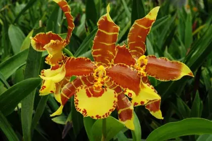 Odontoglossum Rawdon Jester × splendens