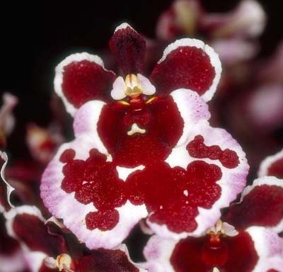 Oncidium (Tolumnia) Jairak 'Maroon Spot'