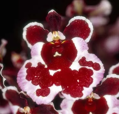 Oncidium (Tolumnia) Jairak 'Maroon Spot'