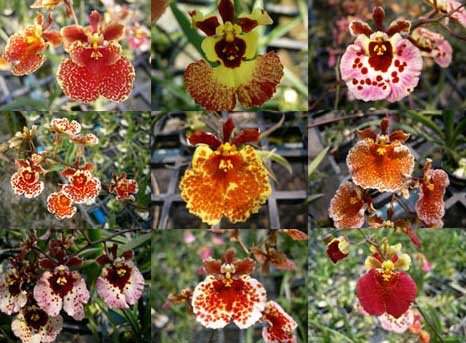 Oncidium (Tolumnia) hybrids