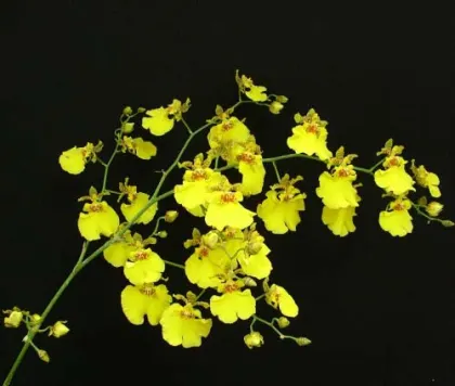 Oncidium Aloha Iwanaka