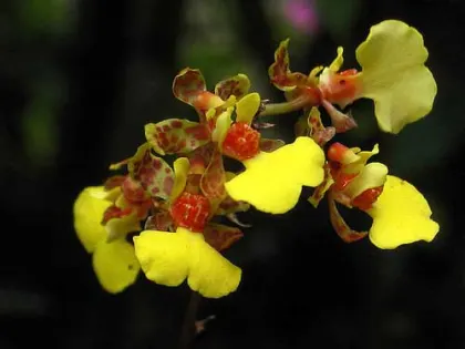 Oncidium ascendens
