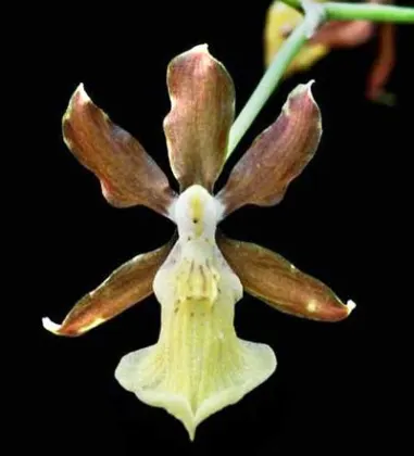 Oncidium brachyandrum