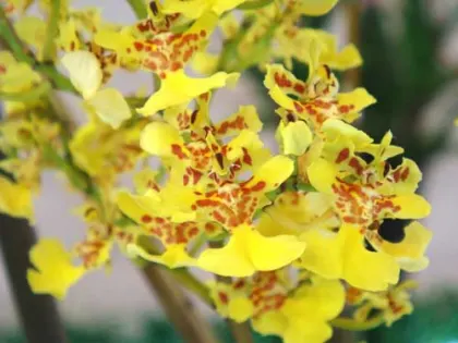 Oncidium cebolleta