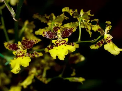Oncidium Golden Anniversary 'Hildos'